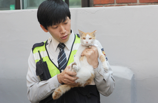 Illustration for article titled Korea's Cop Cats Will Arrest You with Cuteness